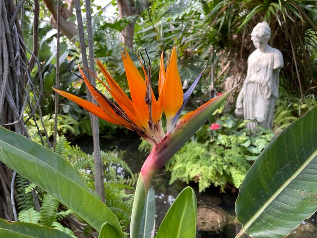 Seasonal flowers in the north wing