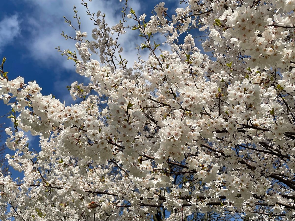 Cherry Blossoms in Centennial Park