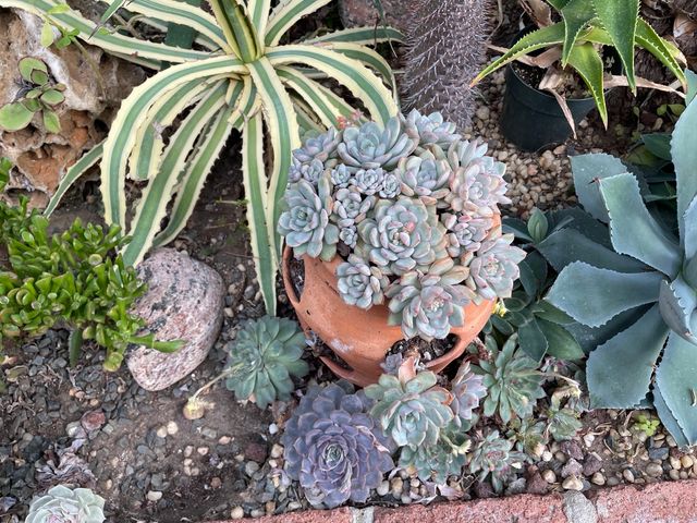 Tropical plants in the main greenhouse