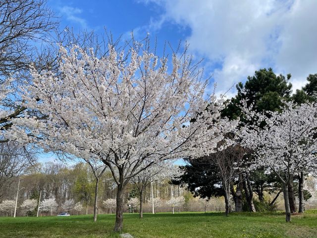 Pink blossoms at Centennial Park